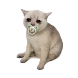 Baby Cash Cat (BABYCASHCAT)