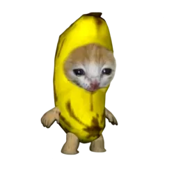 banana cat (BCAT)