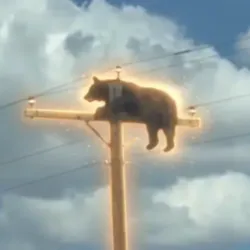 Bear On Pole (BOP) Price Prediction