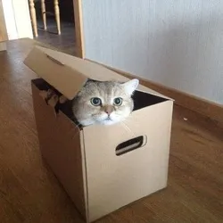 Boxed Cat (BOXED)