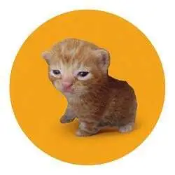 Buy The Cat (BTC)