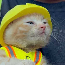 /static-backend/exchangeBm-upload/img/seo/SEO_cat-wif-helmet.png?x-oss-process=image/format,webp