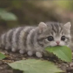 CATerpillar (CATERPILLAR)