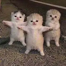 Dancing Kittens (KITTENS)
