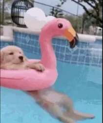 doginpool (DOGINPOOL)