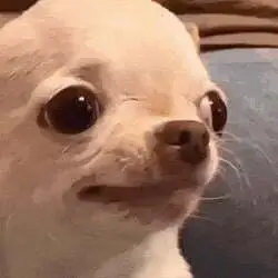 Evildogi (DOGI)