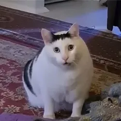 Huh The Viral Cat (HUH) Price Prediction