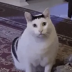 HUHCAT (HUHCAT)