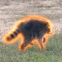 Jimothy The Raccoon (JIMOTHY)