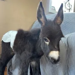 Justice for HeeHaw (HEEHAW)