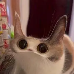 MEEP CAT (MEEP)