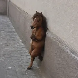 Nonchalant Horse (HORSE)