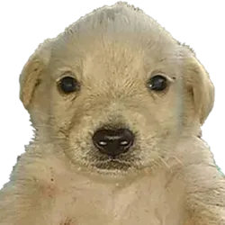 /static-backend/exchangeBm-upload/img/seo/SEO_perro-dinero.png?x-oss-process=image/format,webp