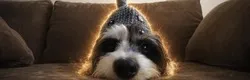 Shark Dog (SD)