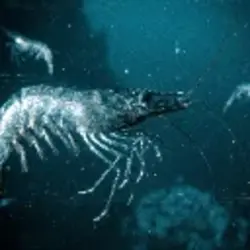 skrimp (SKRMP)
