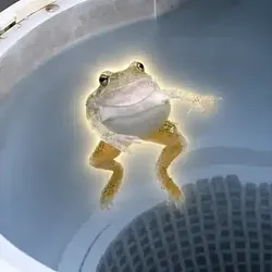 spinning frog (FROG) Price Prediction