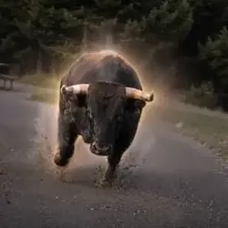 The Charging Bison (BISON)