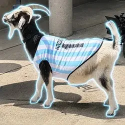 The Messi Goat (WESLEY)