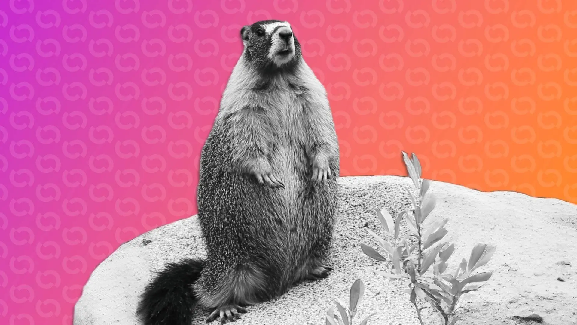 marmot-researchers-onlyfans-memecoins-solana-onlymarms